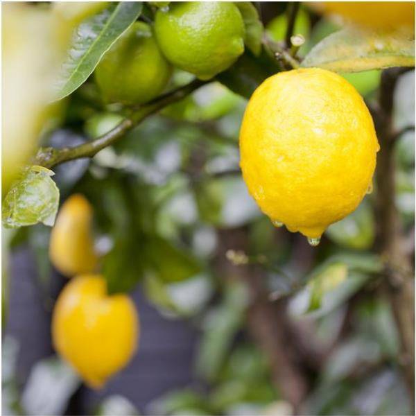 Citronnier  'Meyer' - Image 2
