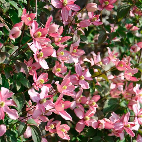 Clématite montana 'Broughton star'