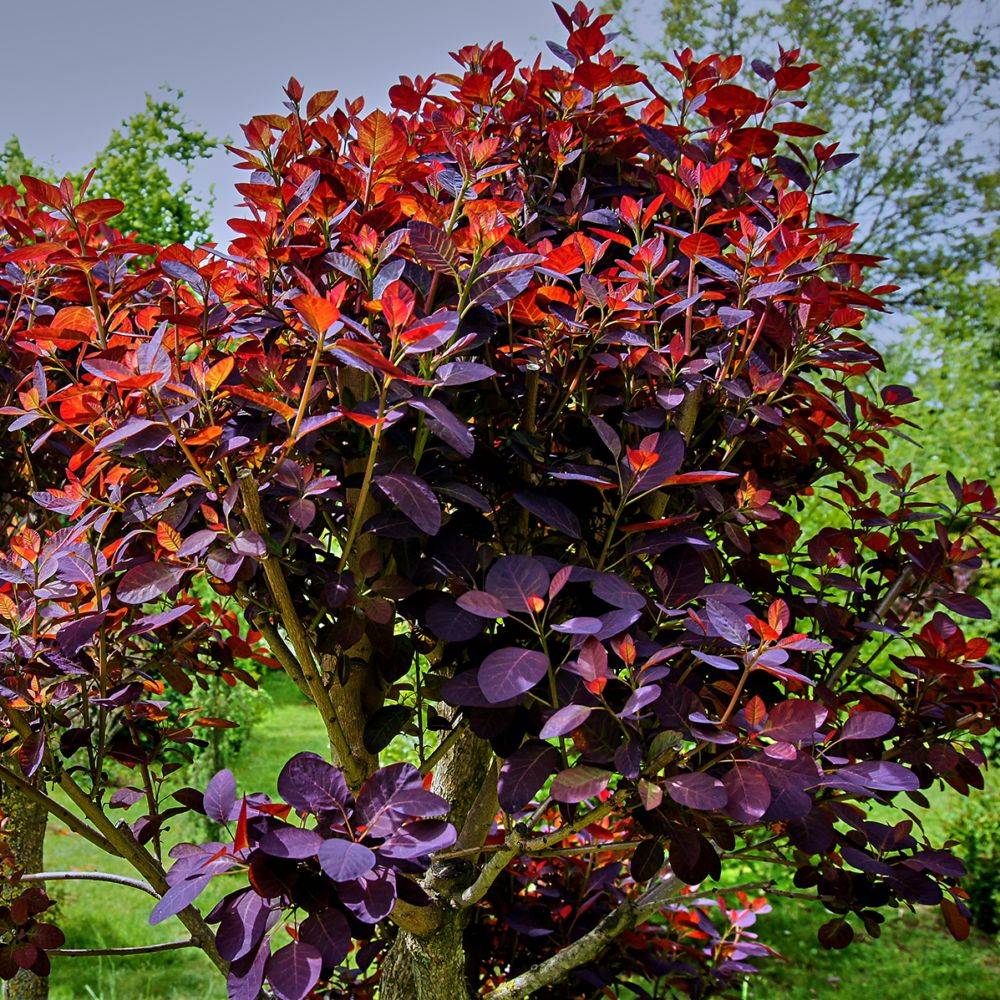 Arbre à perruques 'Royal purple' - Image 1