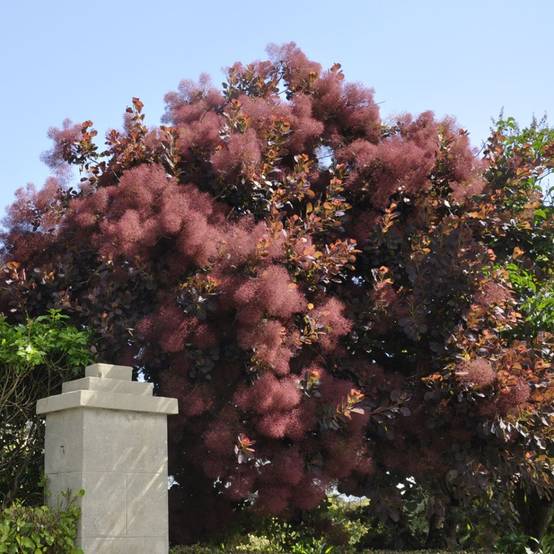 Arbre à perruques 'Royal purple' - Image 5