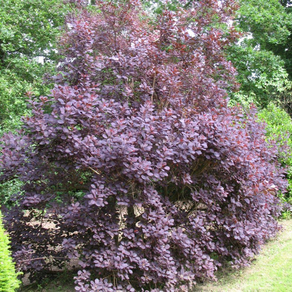 Arbre à perruques 'Royal purple' - Image 4