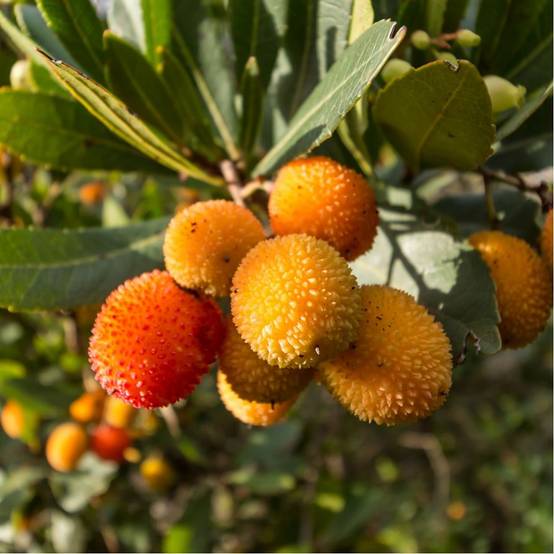 Kit de haie fruitière originale en racines nues - Image 2