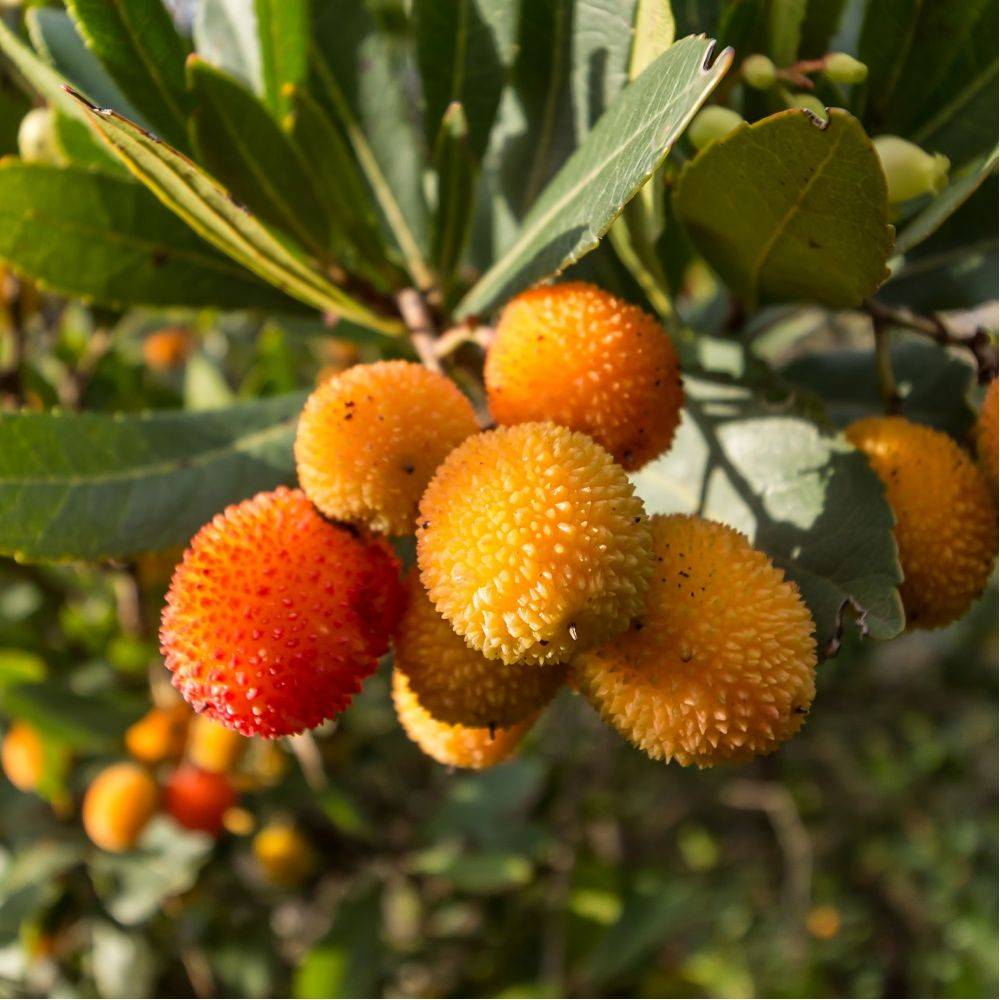 Kit de haie fruitière originale en racines nues - Image 2