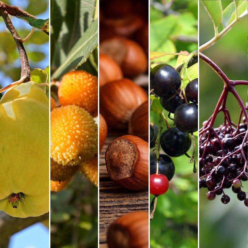 Kit de haie fruitière originale en racines nues - Image 5