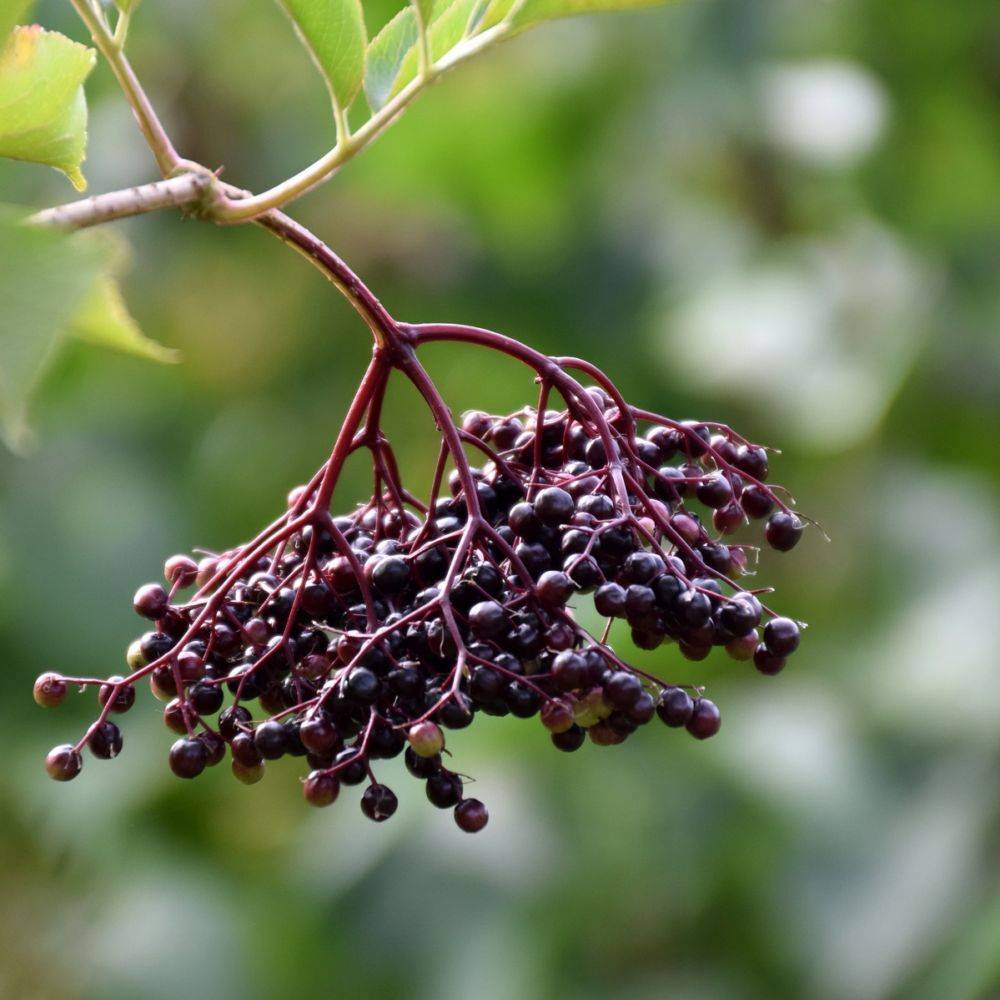 Kit de haie fruitière originale en racines nues - Image 6