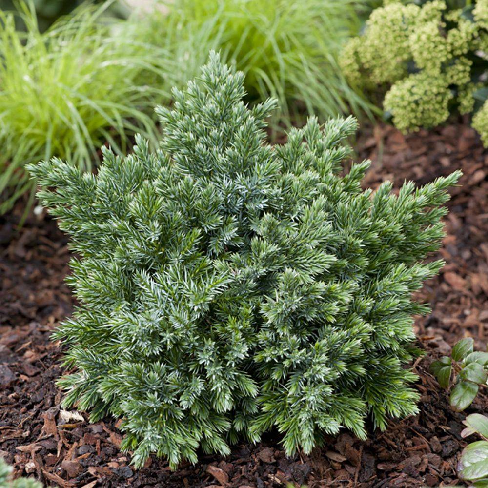 Genévrier 'Blue Star'