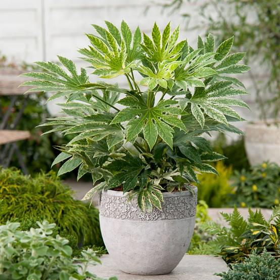 FATSIA japonica 'Spider's Web' hauteur de 40 à 50 cm en pot de 4 litres rond carré - Image 1