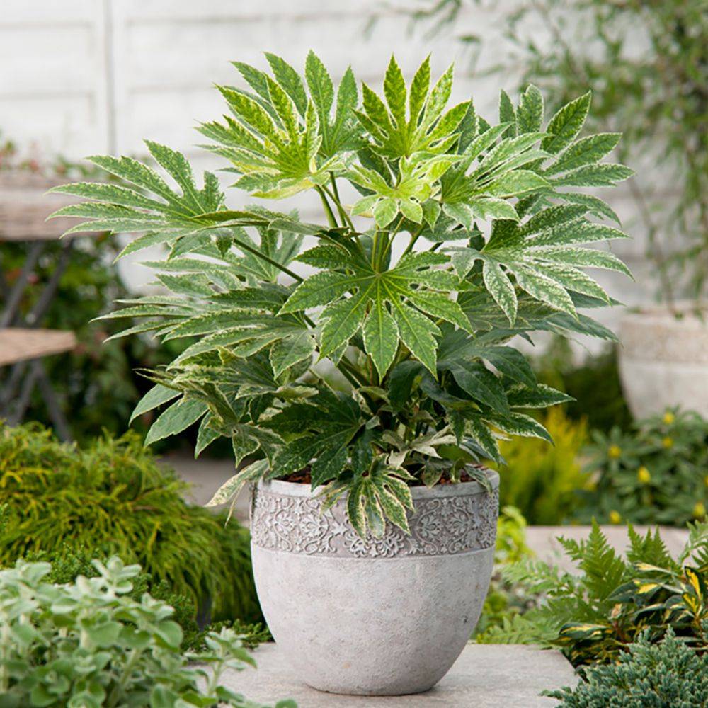 FATSIA japonica 'Spider's Web' hauteur de 40 à 50 cm en pot de 4 litres rond carré