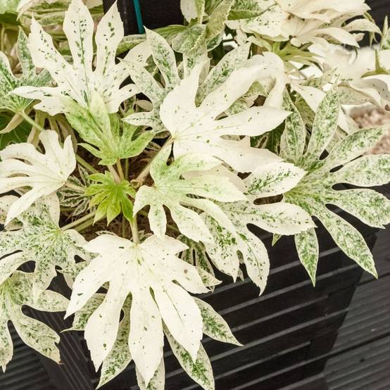 FATSIA japonica 'Spider's Web' hauteur de 40 à 50 cm en pot de 4 litres rond carré - Image 4