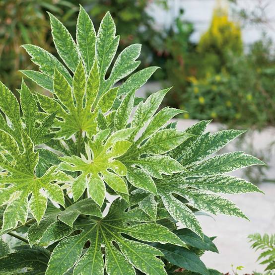 FATSIA japonica 'Spider's Web' hauteur de 40 à 50 cm en pot de 4 litres rond carré - Image 2