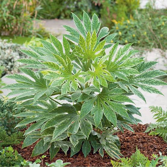 FATSIA japonica 'Spider's Web' hauteur de 40 à 50 cm en pot de 4 litres rond carré - Image 3
