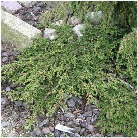 Genévrier commun 'Green Carpet'