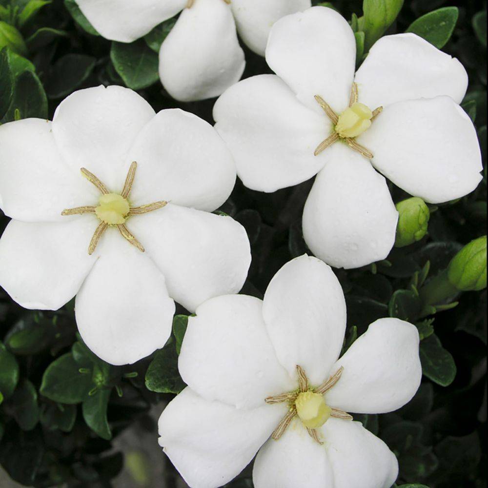 Gardenia d'extérieur 'Kleim's Hardy' - Image 4