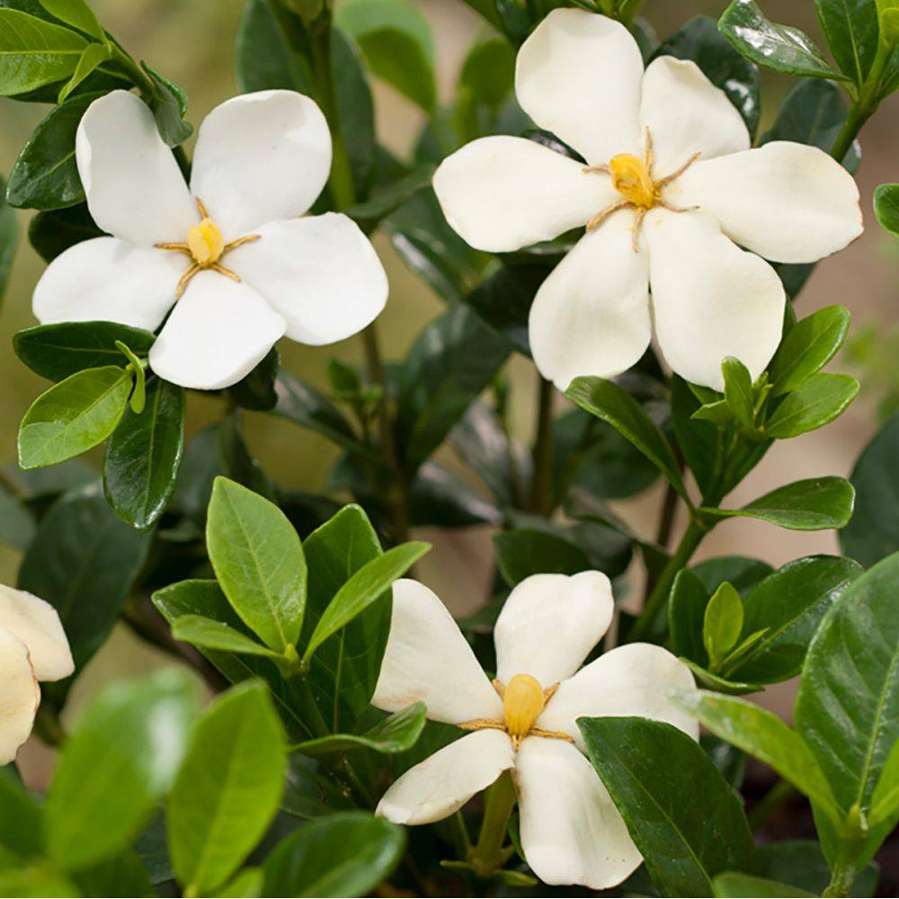 Gardenia d'extérieur 'Kleim's Hardy' - Image 1