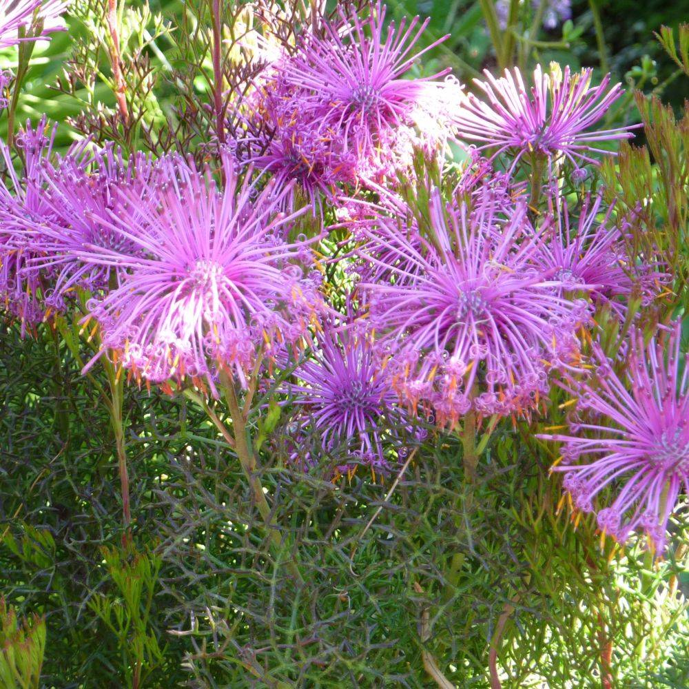 Isopogon - Image 1