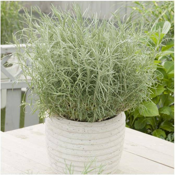 Helichrysum - Plante  curry - POT 4L - Jardiland