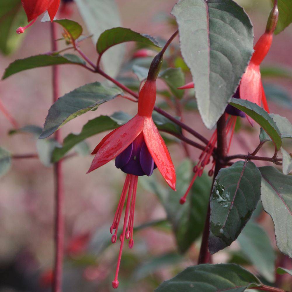 Fuchsia  Contraste