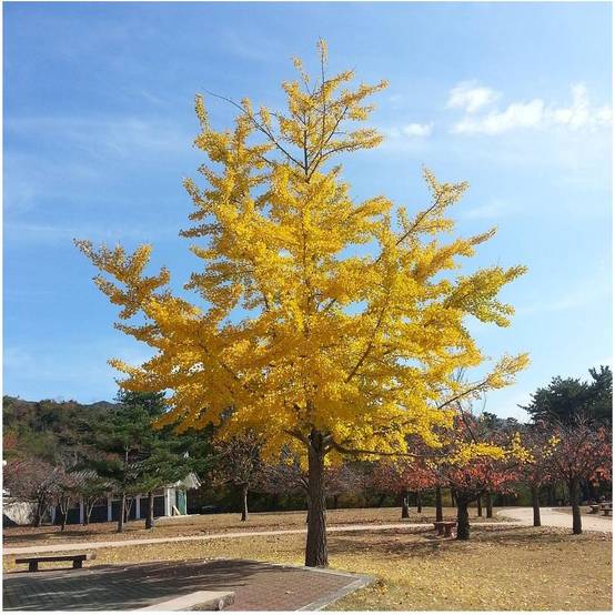 Ginkgo biloba - Image 2