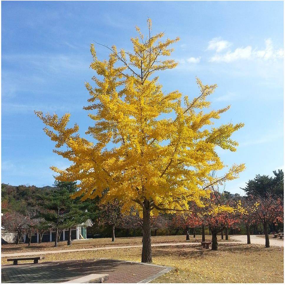 Ginkgo biloba - Image 2