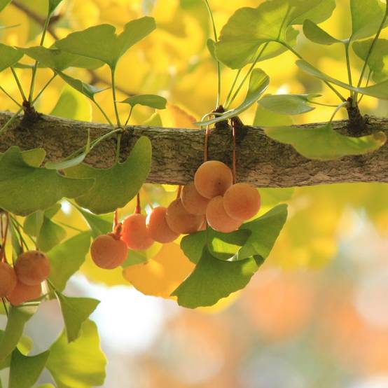 Ginkgo biloba - Image 5