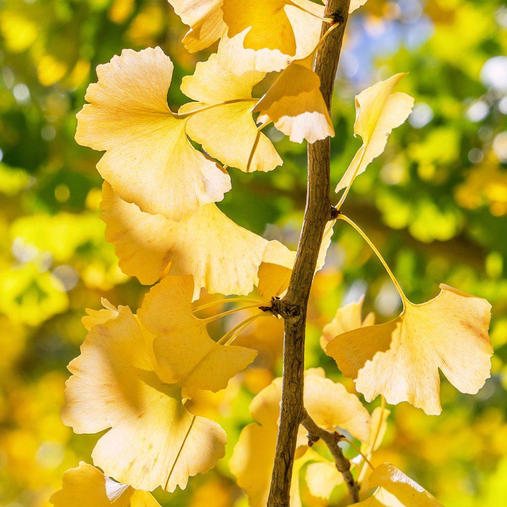 Ginkgo biloba - Image 4