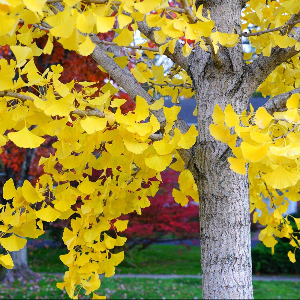 Ginkgo biloba - Image 1