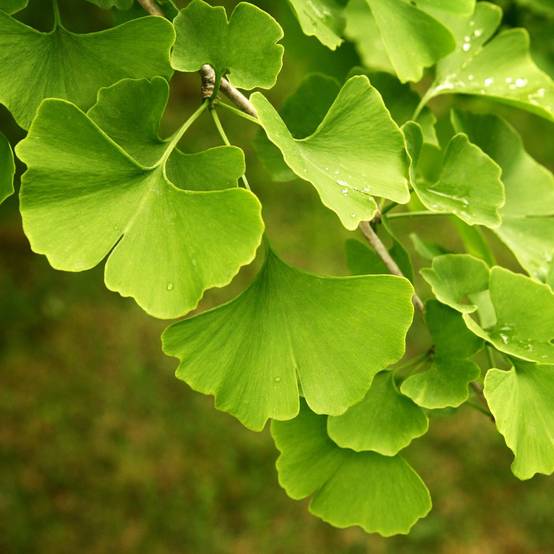 Ginkgo biloba - Image 3