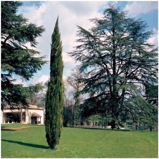 Cyprès d'Italie 'Stricta' - Image 3