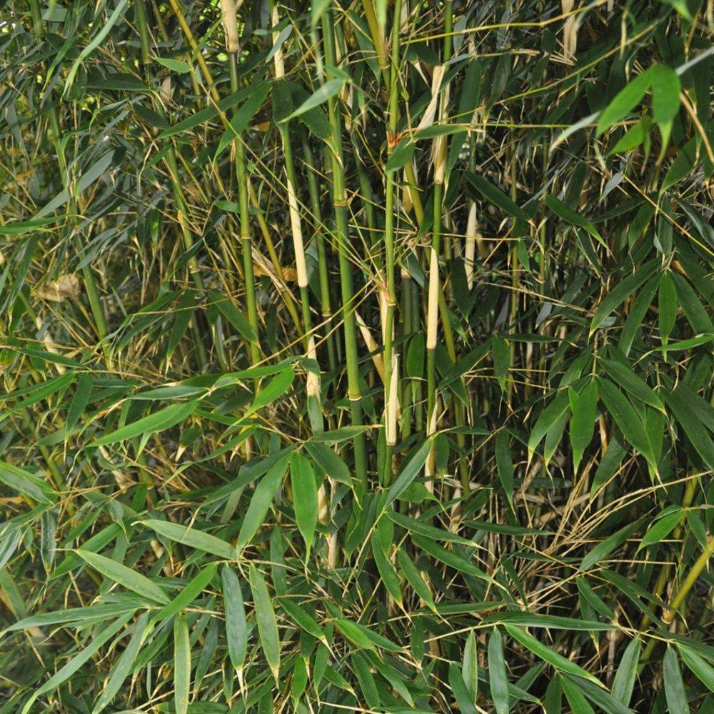 Bambou moyen : Fargesia 'Pingwu' - Image 3
