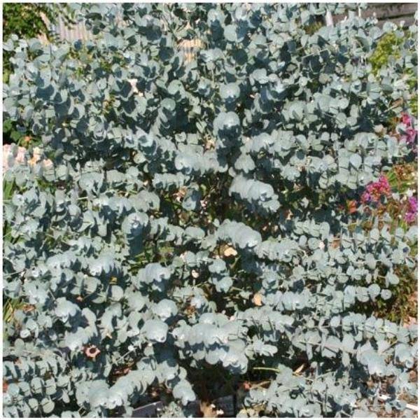 Eucalyptus 'Azura'