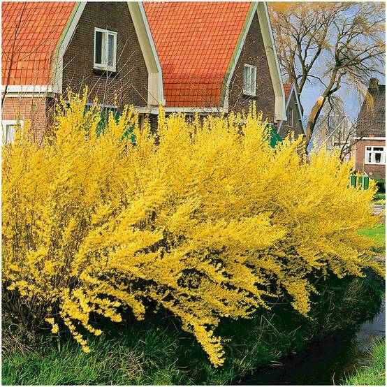 Forsythia 'Lynwood gold' - Image 2