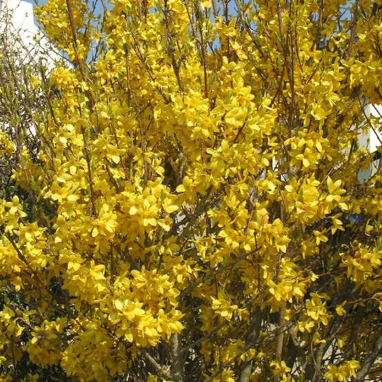 Forsythia 'Lynwood gold' - Image 1
