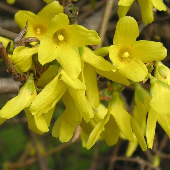 Forsythia 'Lynwood gold' - Image 5