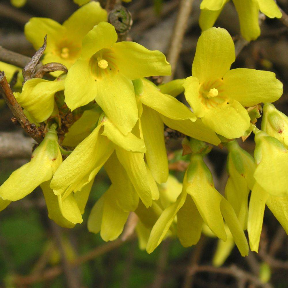 Forsythia 'Lynwood gold' - Image 5