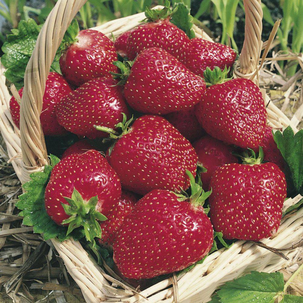 Fraisier Collection DELBARD - Pot de 2 litres - Image 1