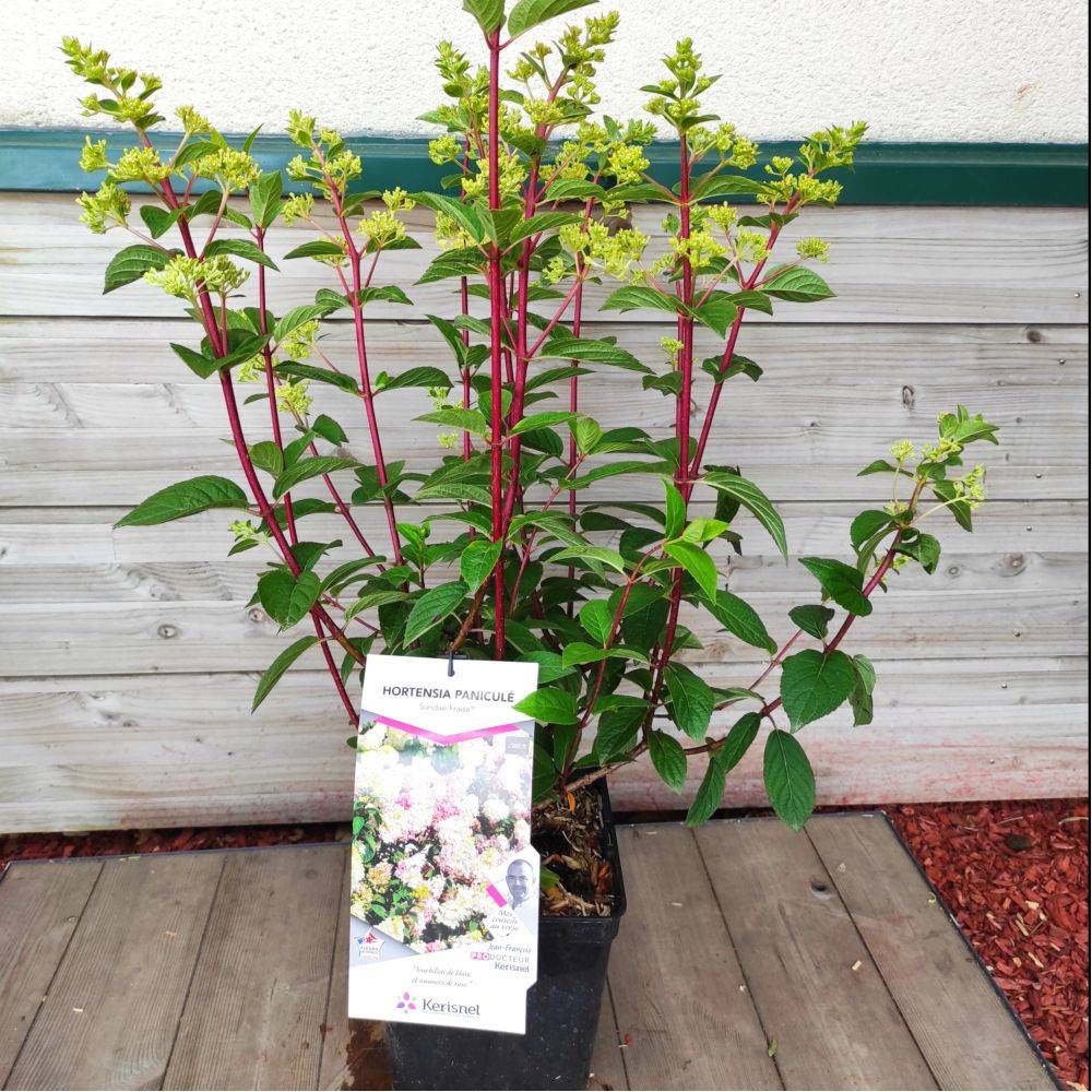 Hortensia paniculata 'Sundae Fraise® - Image 2