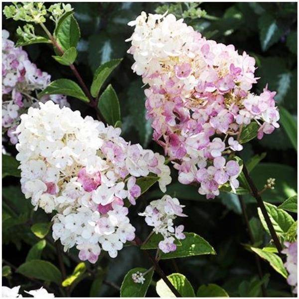 Hortensia paniculata 'Sundae Fraise® - Image 3