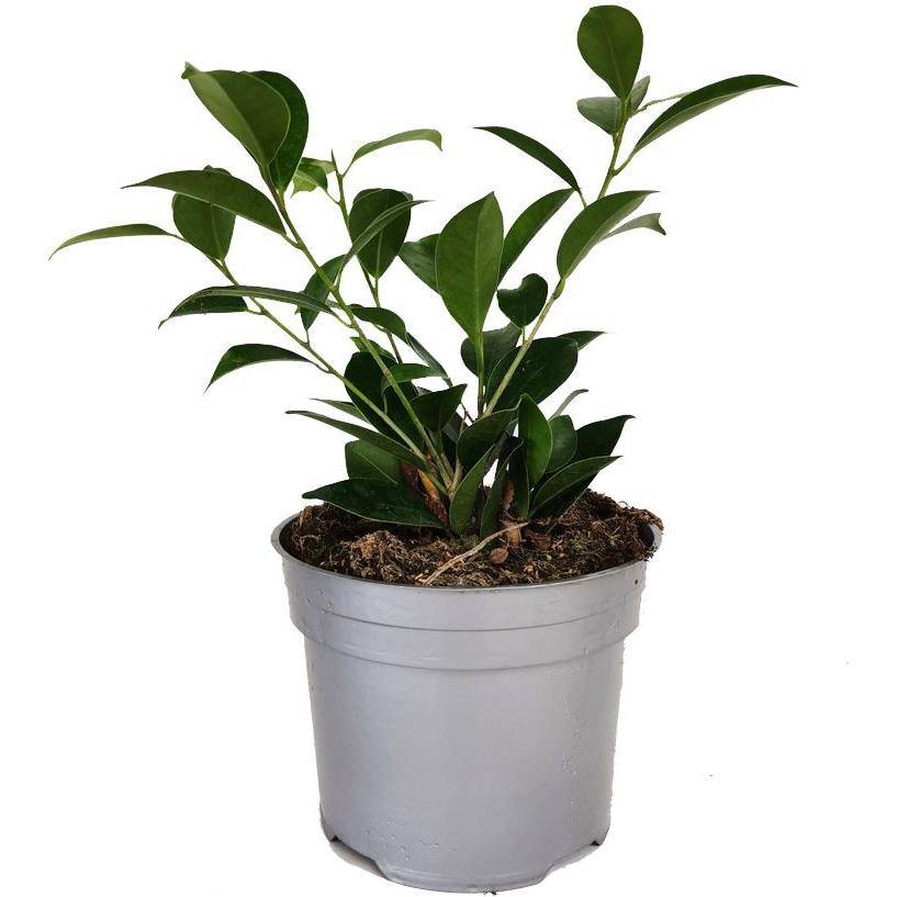 Ficus benjamina