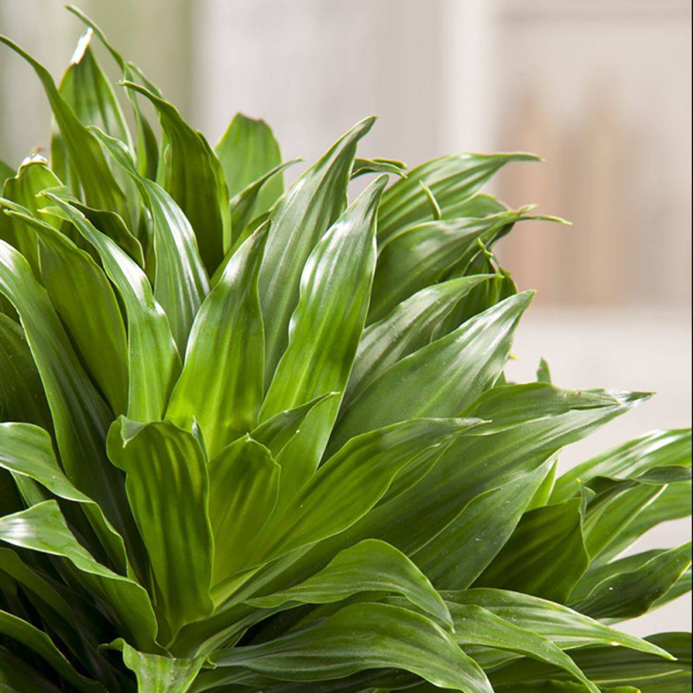 DRACAENA deremensis - Imagen 3