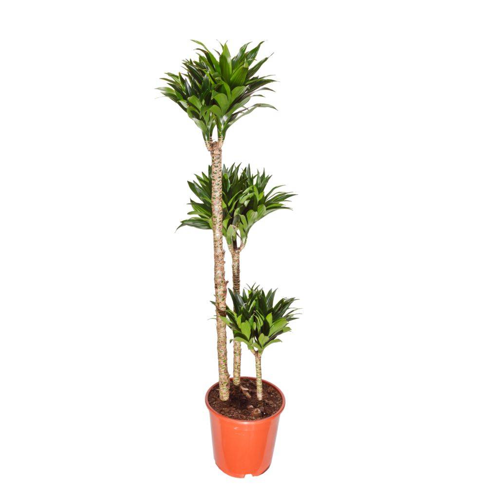 DRACAENA deremensis - Imagen 4