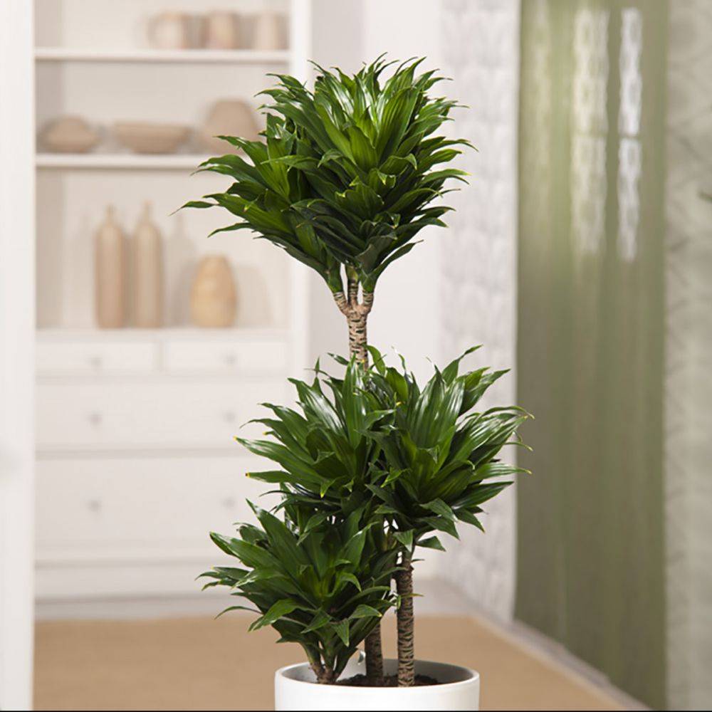 DRACAENA deremensis - Imagen 1