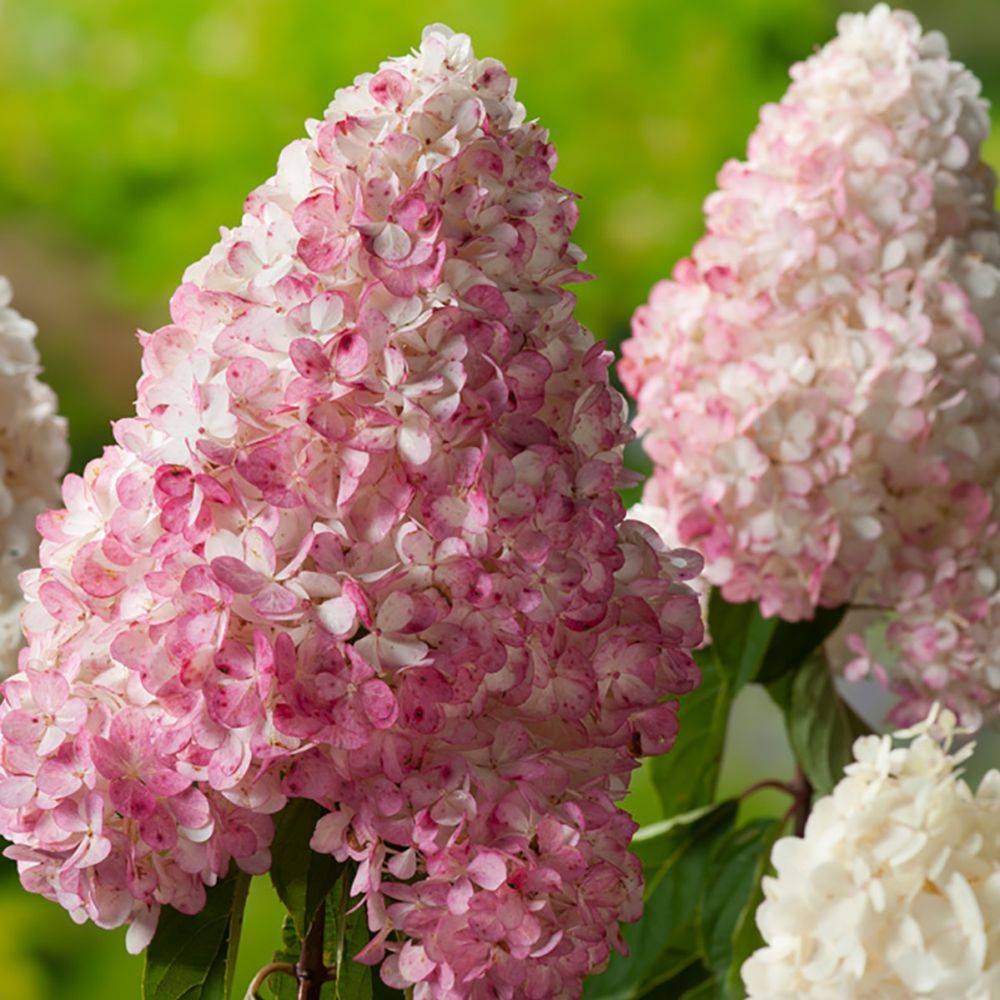 Hortensia paniculata 'Vanille Fraise®' Renhy - Image 3