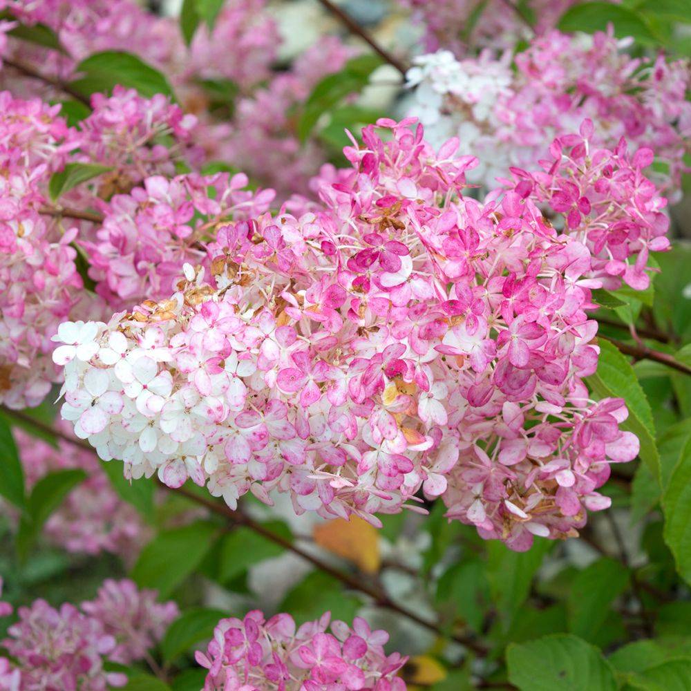 Hortensia paniculata 'Vanille Fraise®' Renhy - Image 5