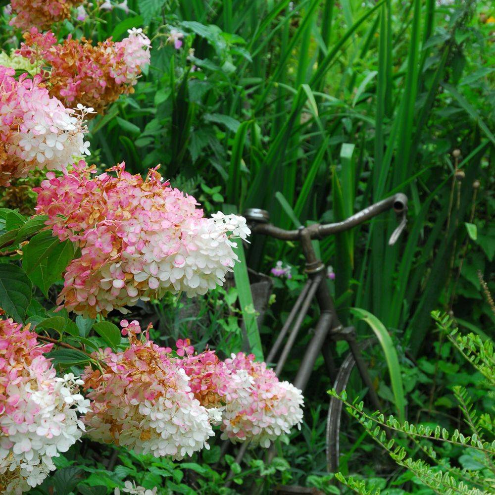 Hortensia paniculata 'Vanille Fraise®' Renhy - Image 7