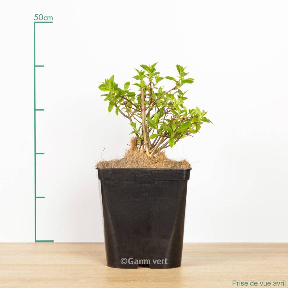 Hortensia paniculata 'Vanille Fraise®' Renhy - Image 4