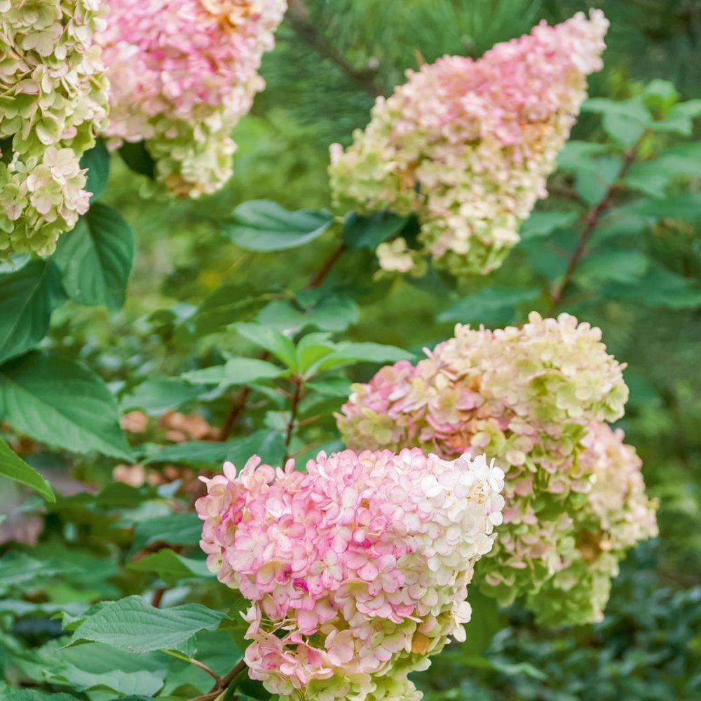 Hortensia paniculata 'Vanille Fraise®' Renhy - Image 6