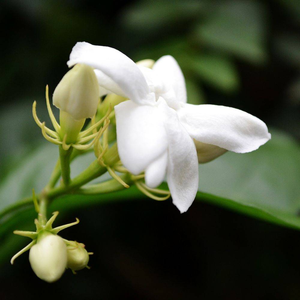 Jasmin d'été officinal - Image 7