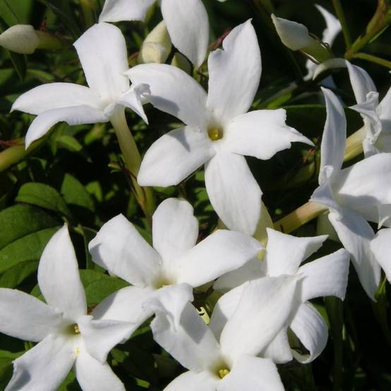 Jasmin d'été officinal - Image 5