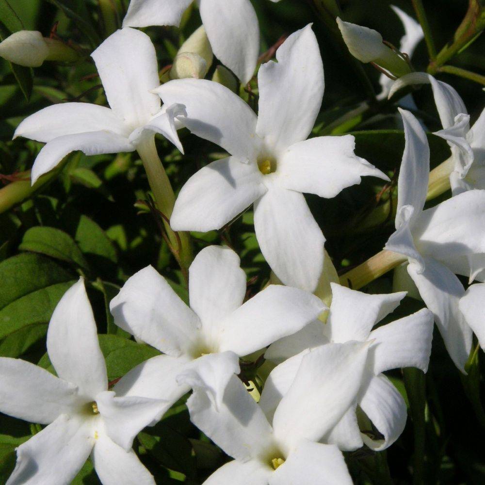 Jasmin d'été officinal - Image 5