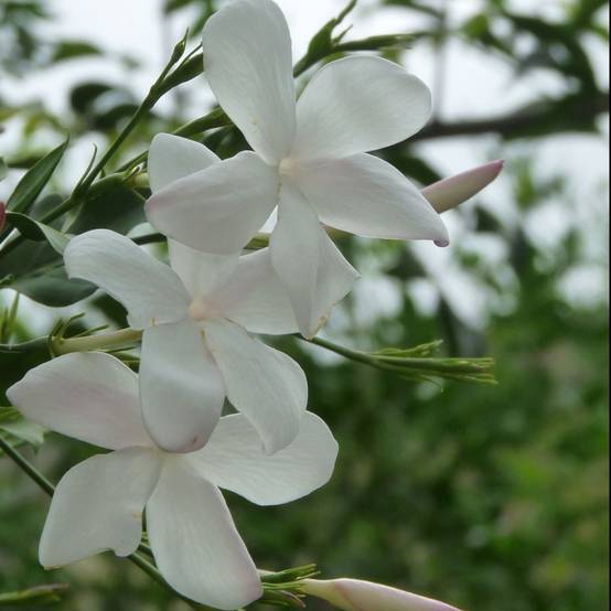 Jasmin d'été officinal - Image 6
